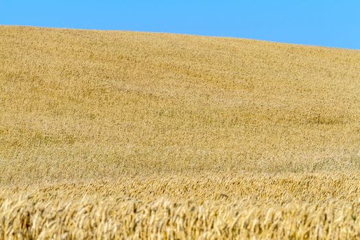 Field of wheat with a beautiful blue sky on Puerto Real, Cadiz, Spain