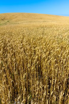 Field of wheat with a beautiful blue sky on Puerto Real, Cadiz, Spain