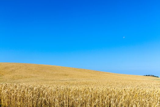 Field of wheat with a beautiful blue sky on Puerto Real, Cadiz, Spain