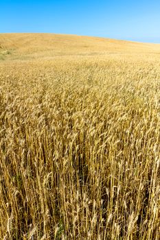 Field of wheat with a beautiful blue sky on Puerto Real, Cadiz, Spain