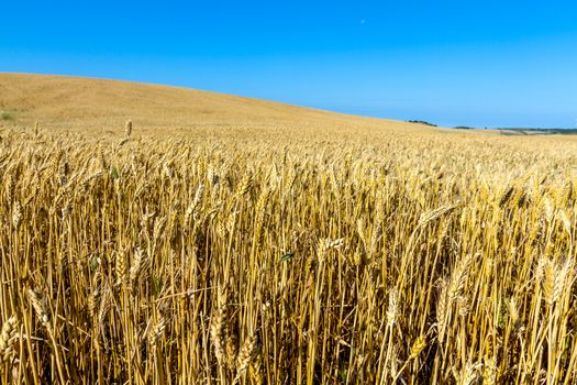 Field of wheat with a beautiful blue sky on Puerto Real, Cadiz, Spain