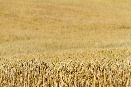 Field of wheat with a beautiful blue sky on Puerto Real, Cadiz, Spain