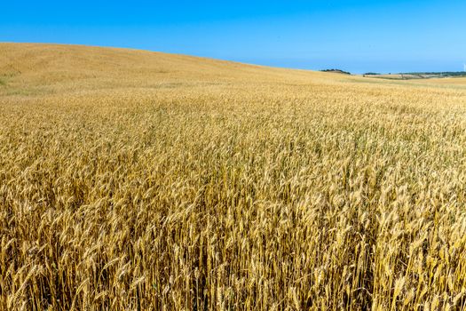 Field of wheat with a beautiful blue sky on Puerto Real, Cadiz, Spain