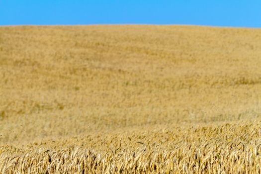 Field of wheat with a beautiful blue sky on Puerto Real, Cadiz, Spain