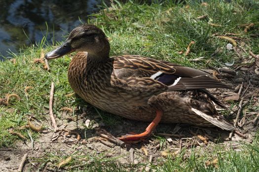 Wild duck with injured leg lying in the grass.
