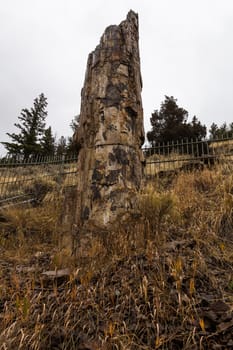 A petrified tree in Yellowstone National Park, USA.