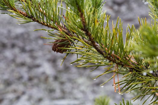 A pine cone on a tree branch.