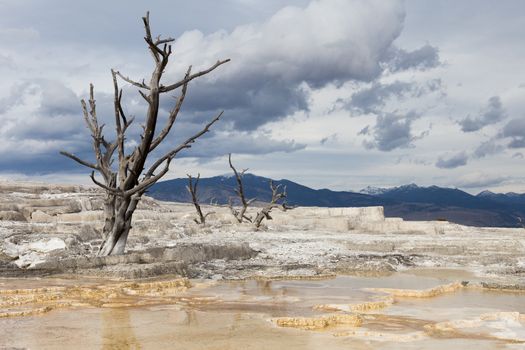 Dead tree seen at Mammoth Hot Springs in Yellowstone National Park.