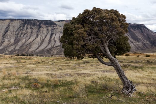 A Juniper Tree leans in Yellowstone National Park.