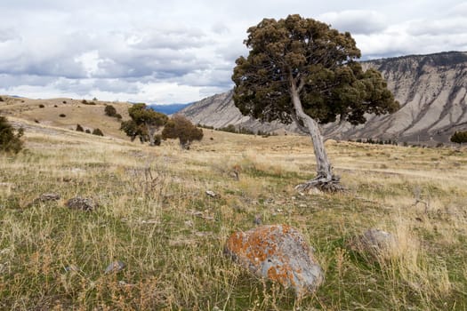 Juniper trees on the hillside in Yellowstone National Park near Mammoth Hot Springs.