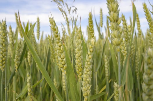 agricultural field, nature and agriculture farming series