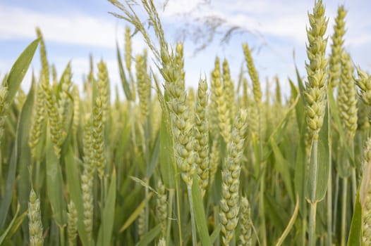 agricultural field, nature and agriculture farming series