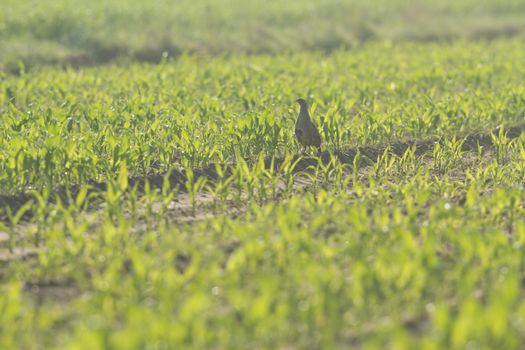 wild bird in natural habitat, nature series