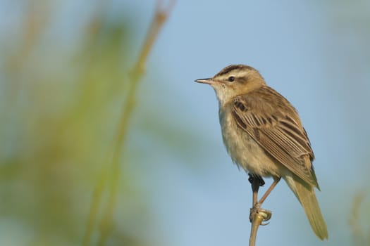 wild bird in natural habitat, nature series
