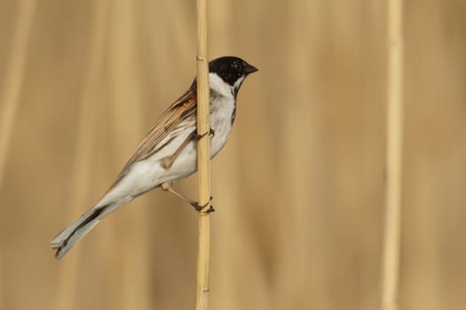 wild bird in natural habitat, nature series
