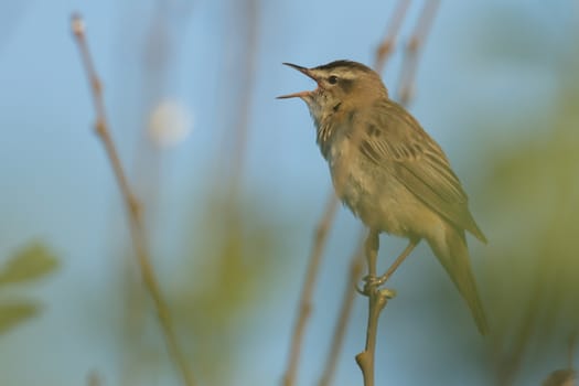 wild bird in natural habitat, nature series