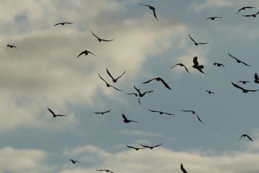 many birds in their natural habitat, nature series