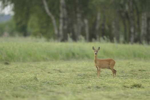 deer in captive, deer in a cage, nature series