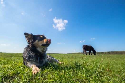 funny dog in sunny day, animals series