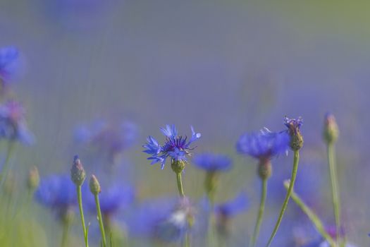 flowers as a colorful background, macro photo, nature series