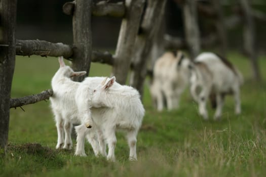 goat on summer pasture, nature series