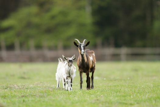 goat on summer pasture, nature series