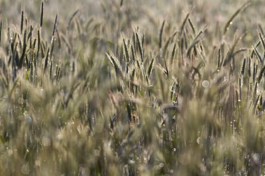 green spring grains, close up of yellow wheat ears on the field