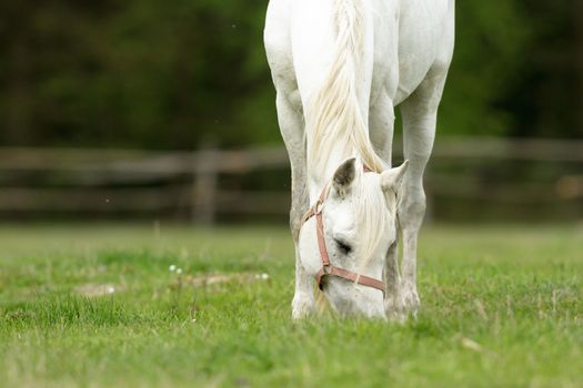 horse in a field, farm animals, nature series
