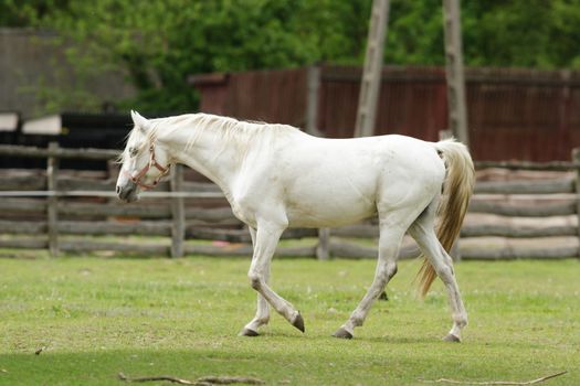 horse in a field, farm animals, nature series