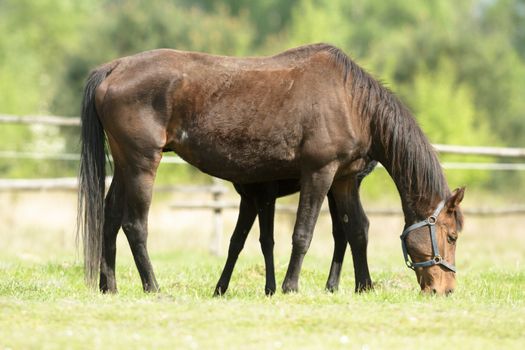 horse in a field, farm animals, nature series