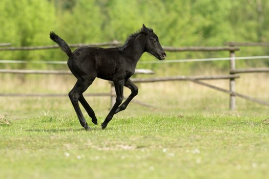 horse in a field, farm animals, nature series