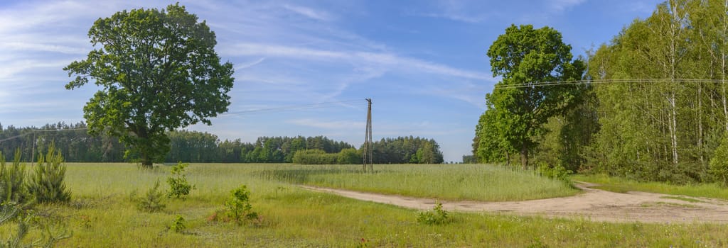 natural green colorful rural meadow, nature series