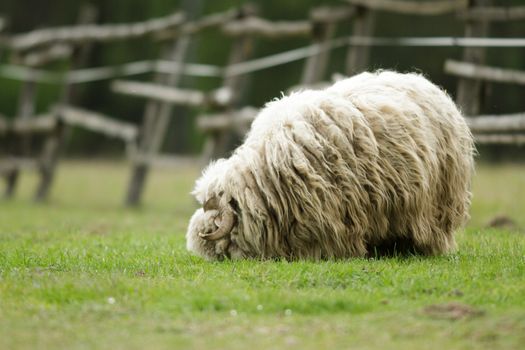 sheep on grass with blue sky, some looking at the camera