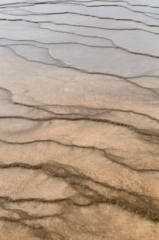 Closeup of bacteria near Grand Prismatic Spring in Yellowstone National Park.