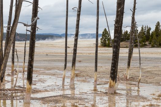 Dead trees at the Lower Geyser Basin in Yellowstone National Park.