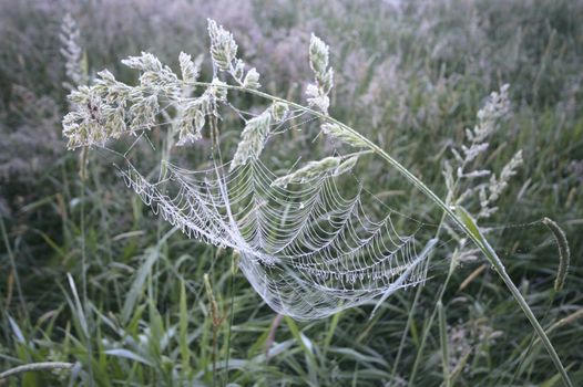 spider web with colorful background, nature series