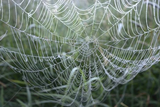 spider web with colorful background, nature series