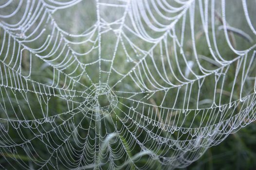spider web with colorful background, nature series