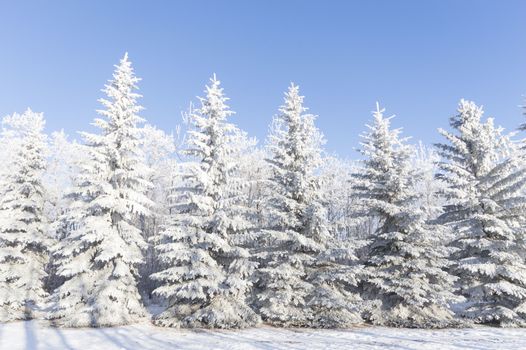 frozen tree on winter field and blue sky, winter tree