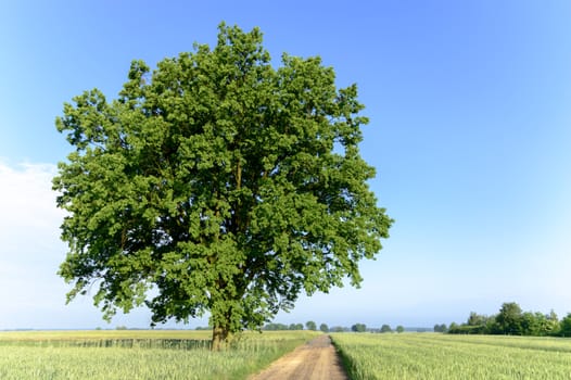 old big tree on color background with blue sky, nature series