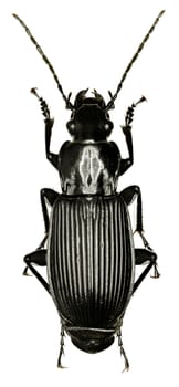 Black Ground Beetle on white Background  -  Pterostichus (Platysma) niger (Schaller, 1783)