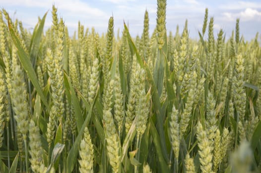 field of golden wheat and blue sky, agricultural field