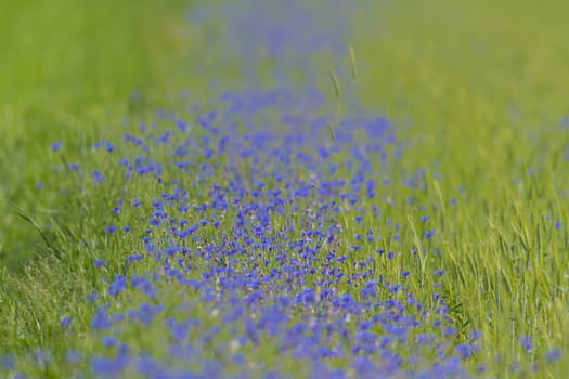plants for natural background, nature series