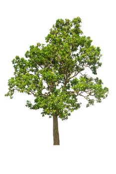 tree isolated, tree on white bacground, tree object.