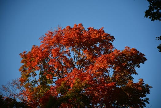A maple tree iwith red fall colors