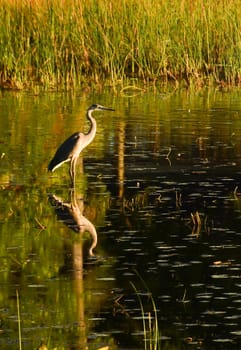 Northern Heron reflected in lake water