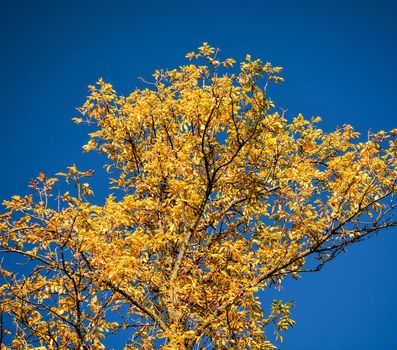 Fall yellow leaves on blue sky background
