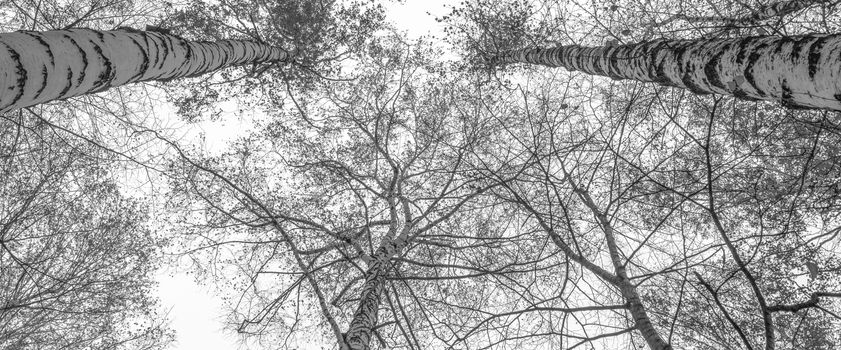 A variety of birch crown in the autumn forest against  the gray sky. Bottom view of the trees