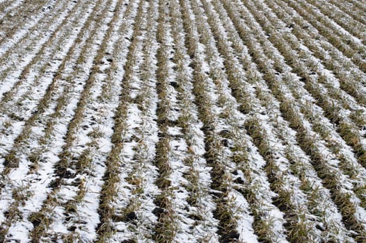 The spring shoot of the crops has not yet completely freed from the snow cover.