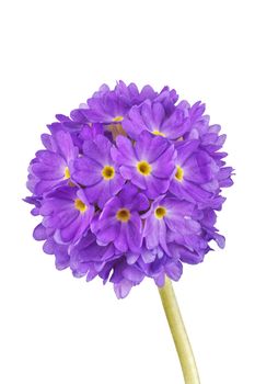 Violet cowslip flower isolated on a white background
